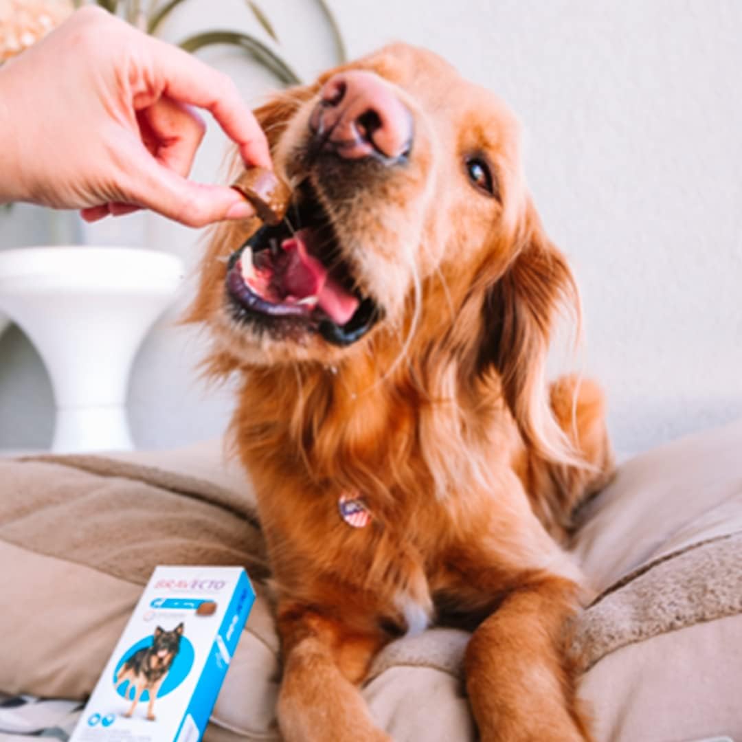 Bravecto® Cães 1000mg - Antipulgas e Carrapatos - Cães de 20 a 40kg - 1 Comp. Mastigável - MSD Saúde Animal - Image 15